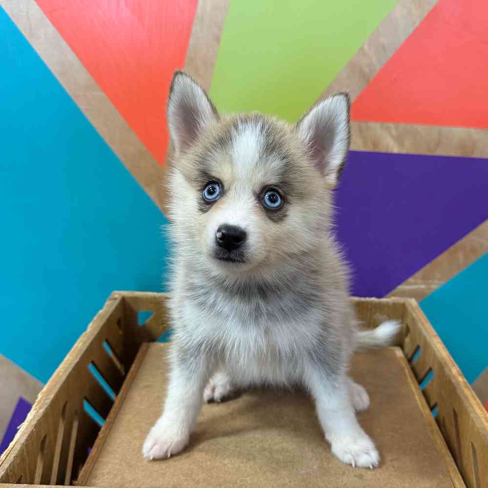 carousel pet images