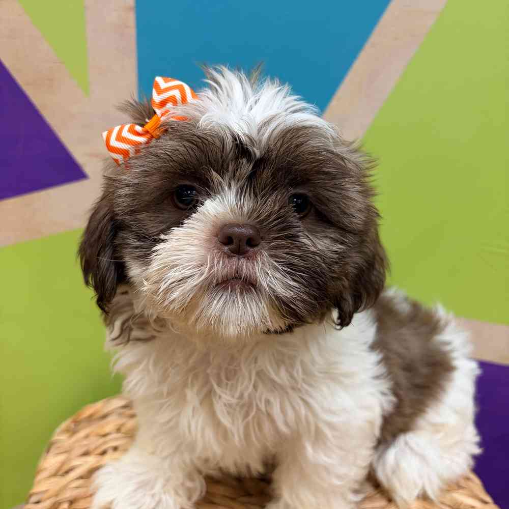 Image of a pet breed in the gallery