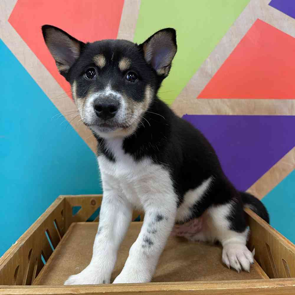 carousel pet images