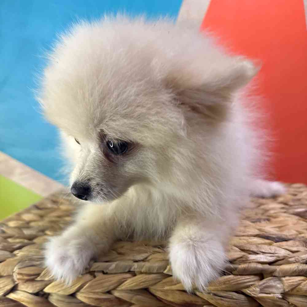 carousel pet images