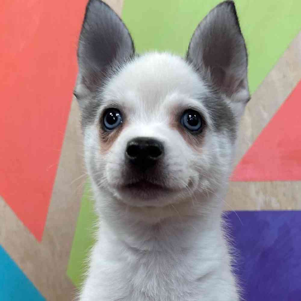 carousel pet images