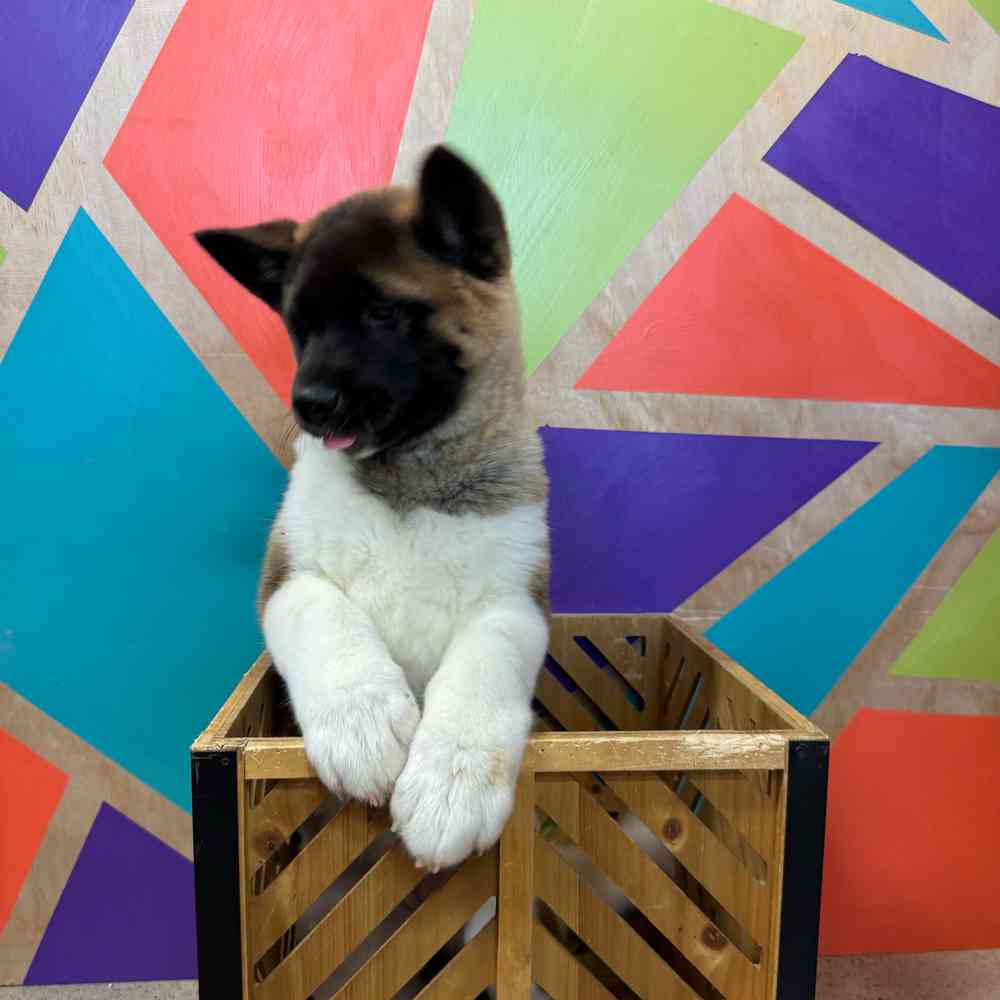 Image of a pet breed in the gallery