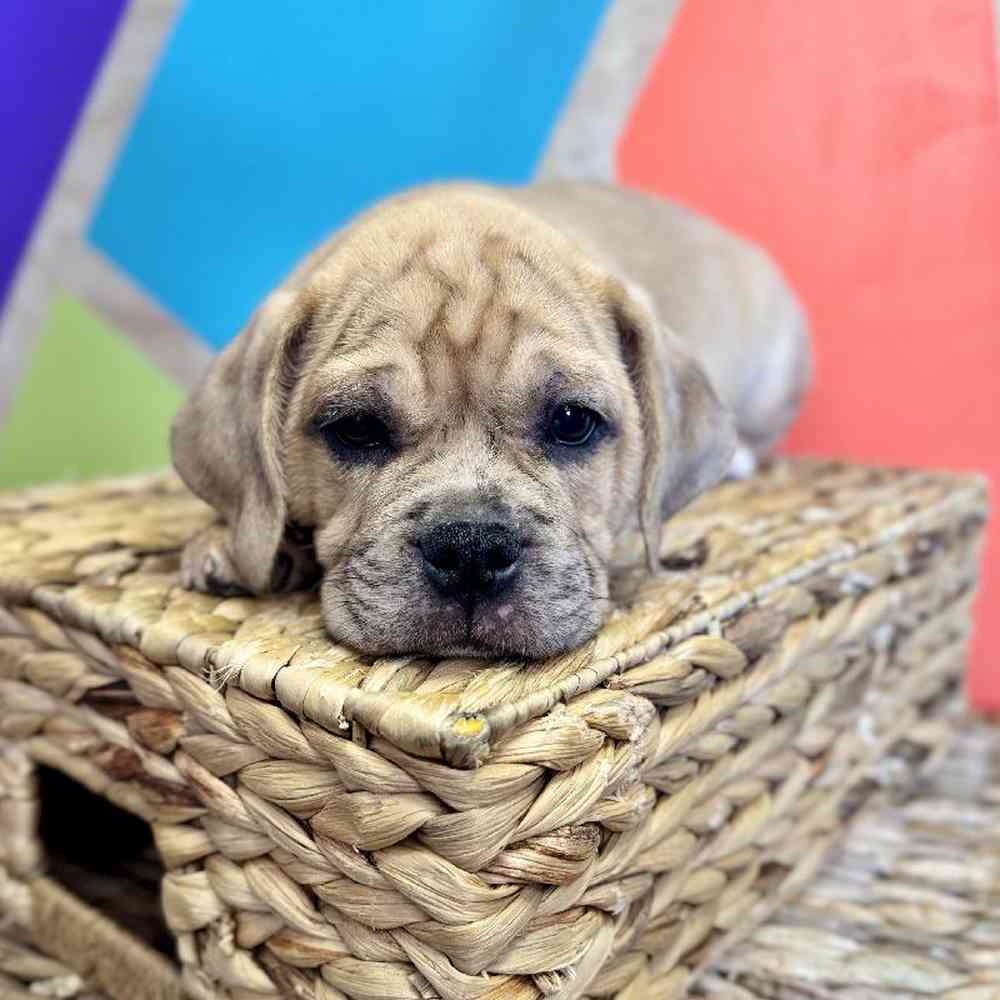 carousel pet images