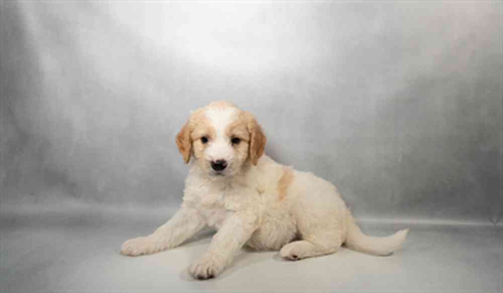 Image of a pet breed in the gallery