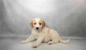 F1B Mini Goldendoodle