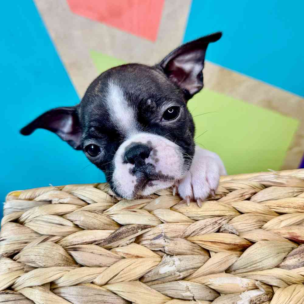 carousel pet images