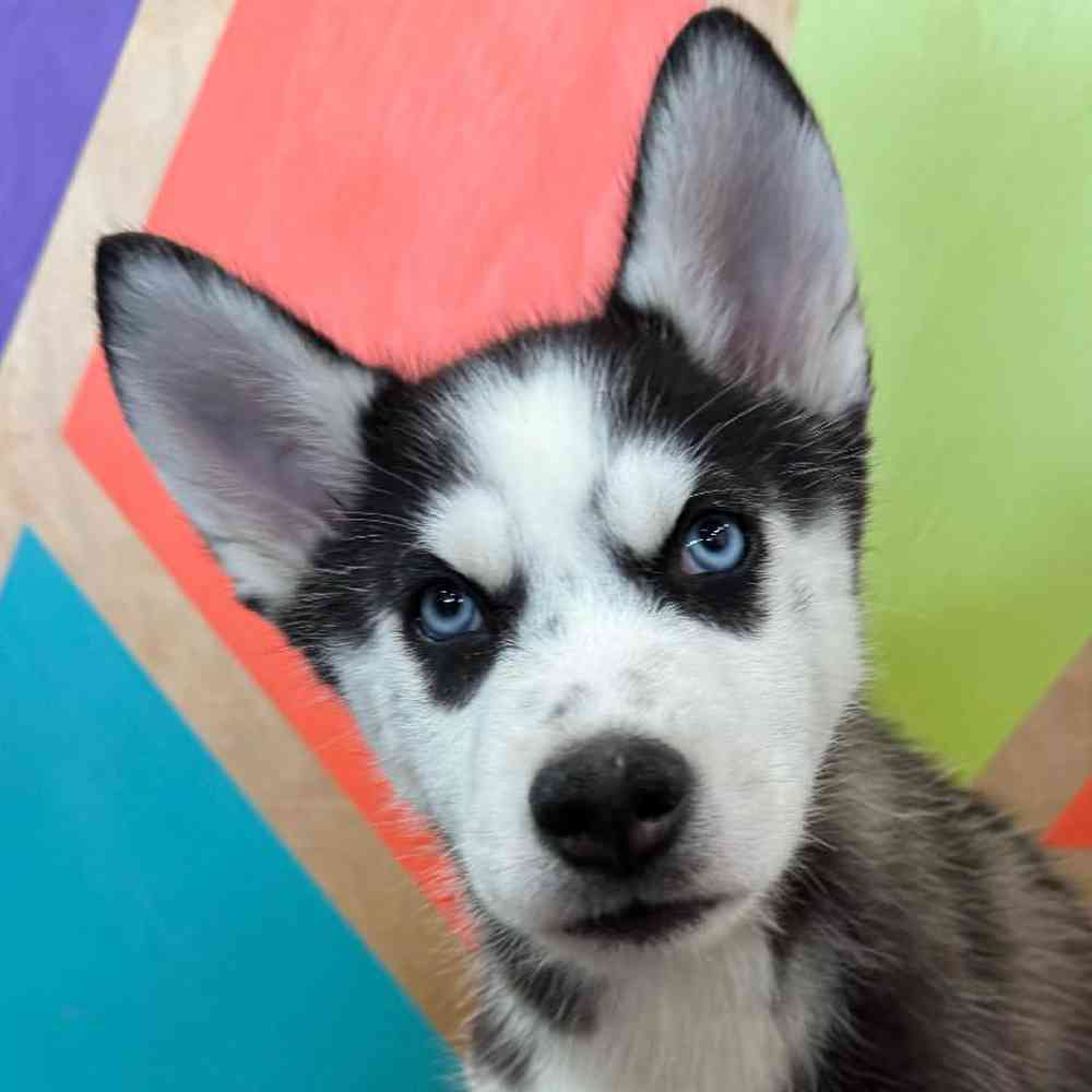 carousel pet images
