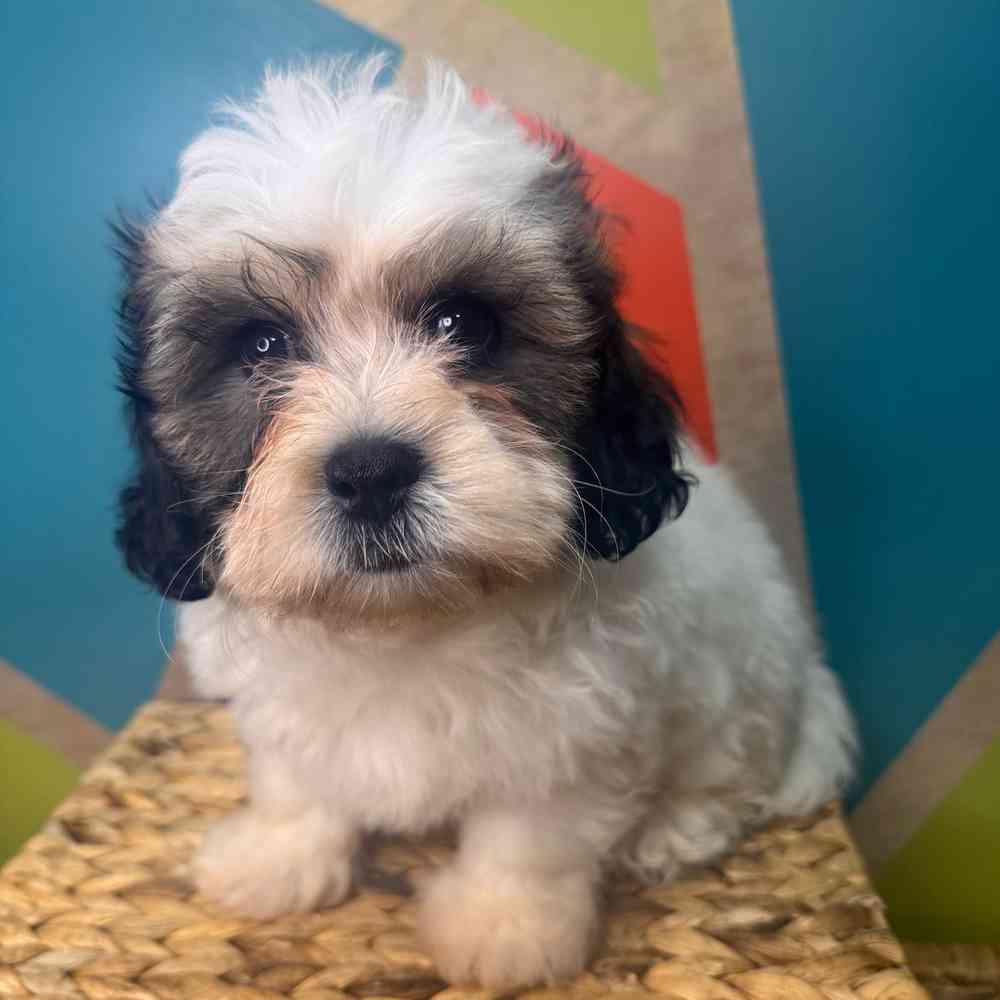 carousel pet images
