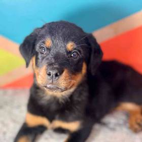 Rottweiler