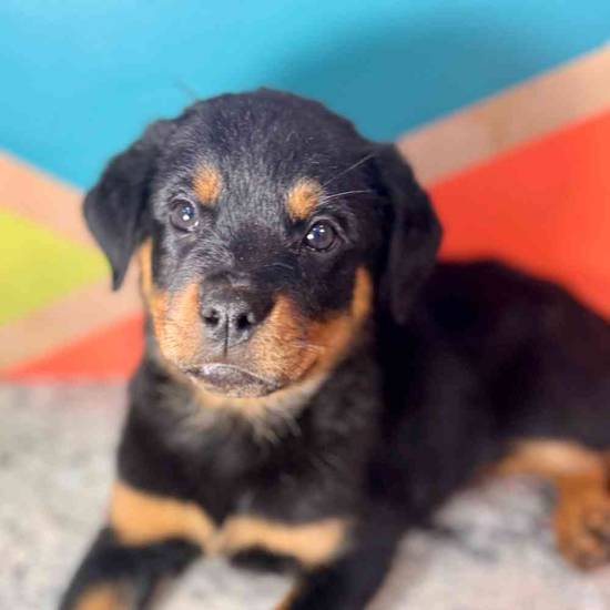 Remi