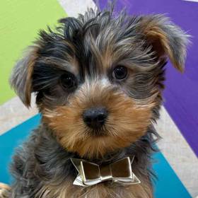 Yorkie