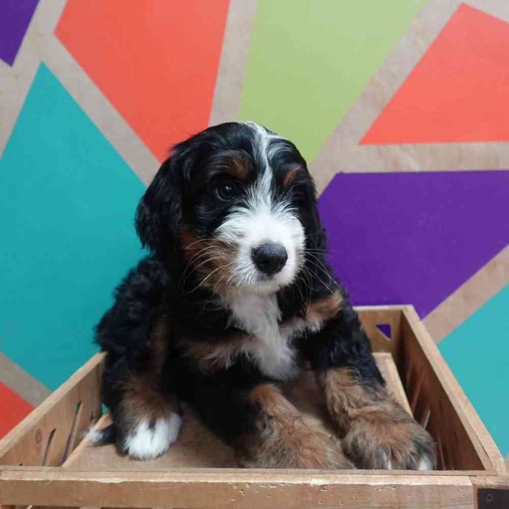 carousel pet images