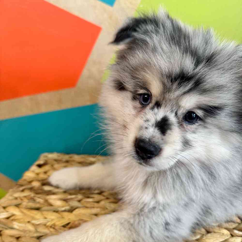 carousel pet images