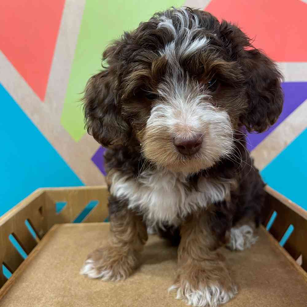 pet breed image