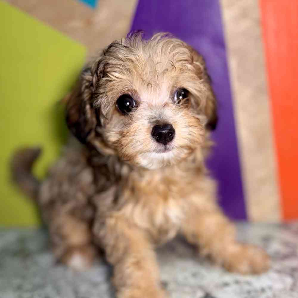 carousel pet images