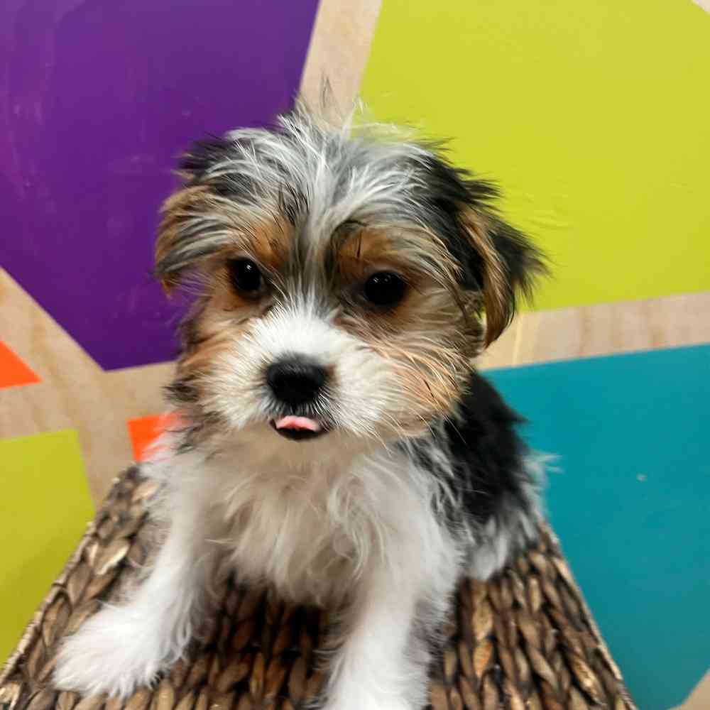 carousel pet images