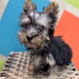 Silky Terrier