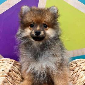 Pomeranian