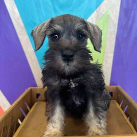 Mini Schnauzer