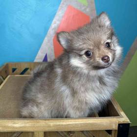 Pomeranian