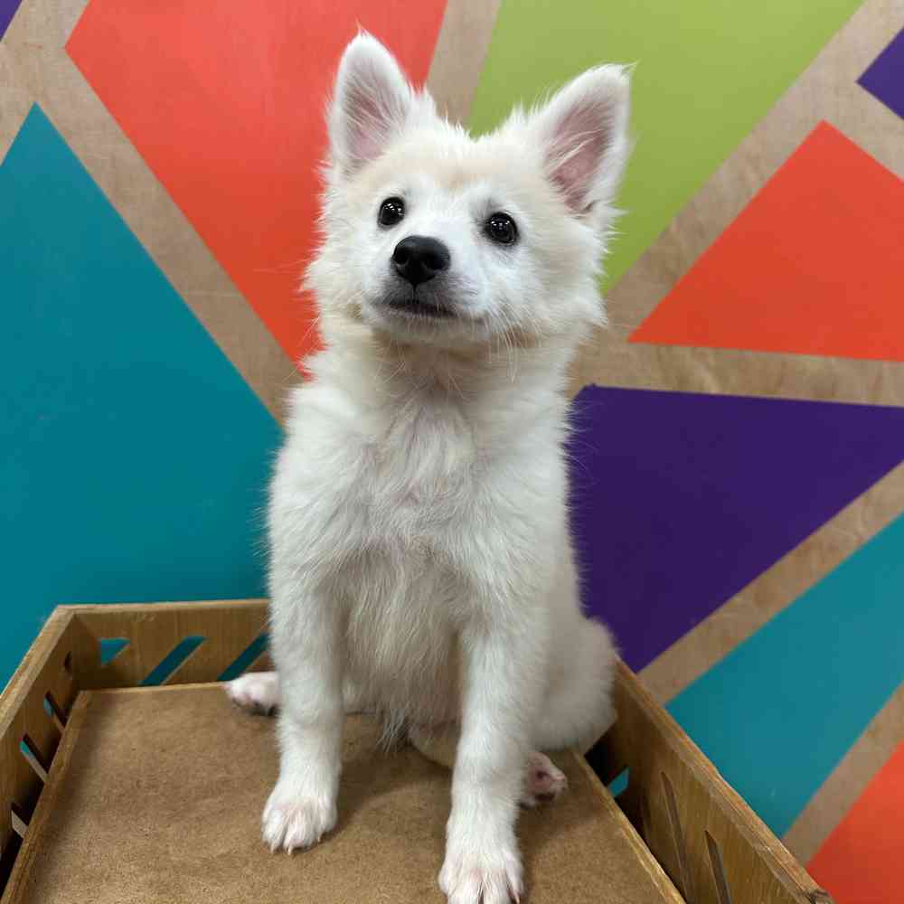 carousel pet images