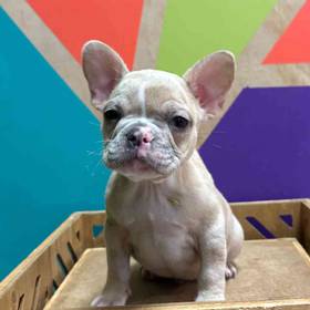 French Bulldog
