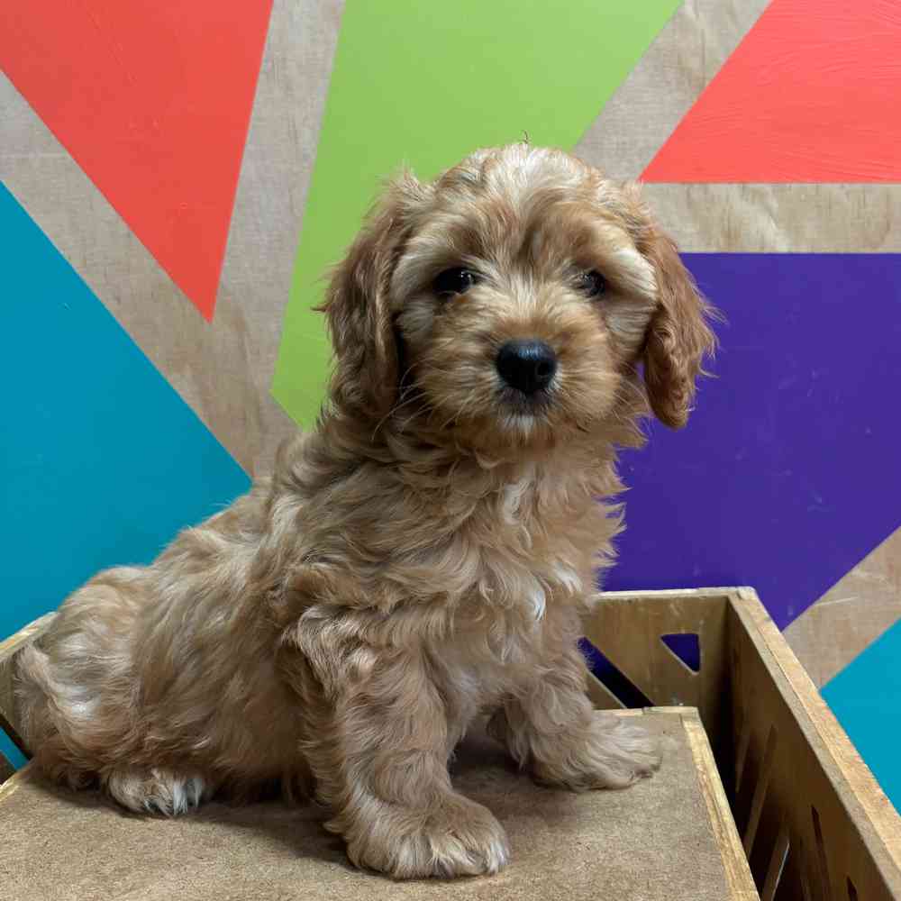 carousel pet images