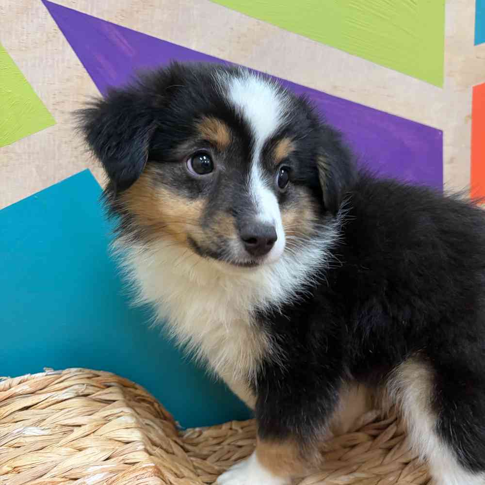 carousel pet images