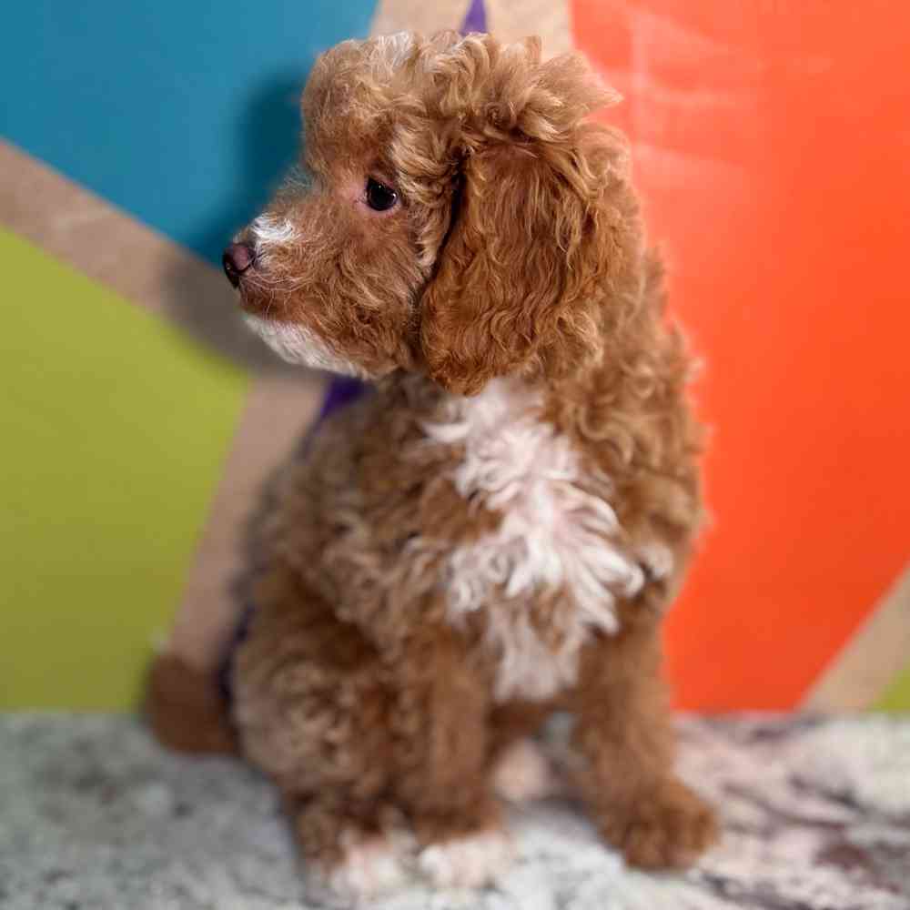 carousel pet images