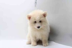 Pomsky