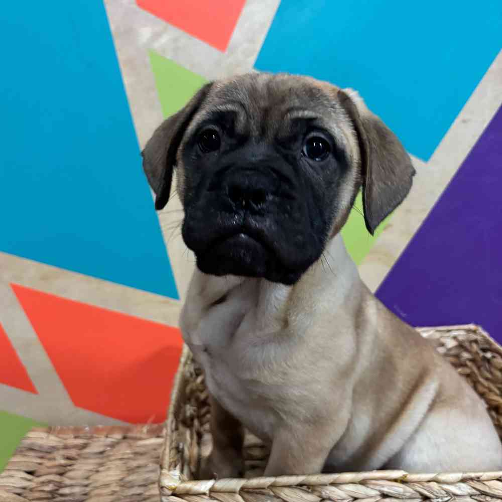 carousel pet images