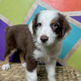 Australian Shepherd