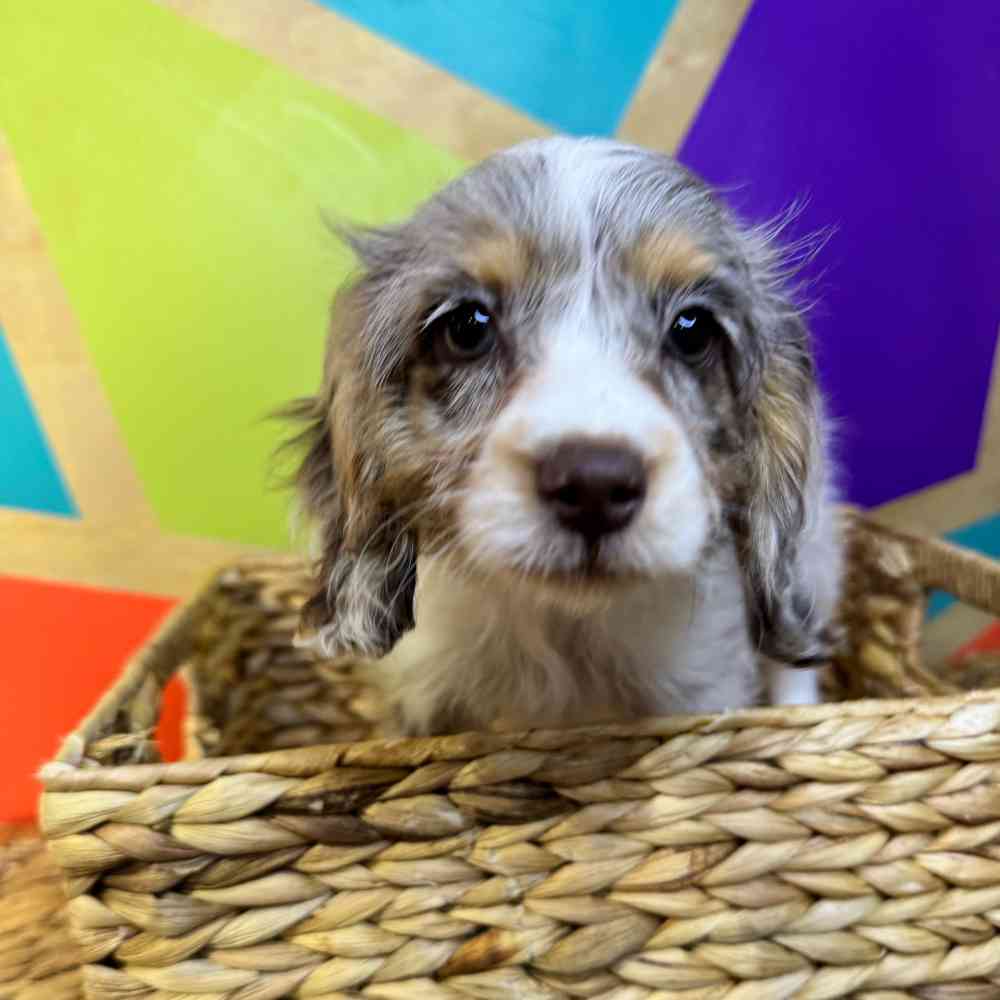 carousel pet images