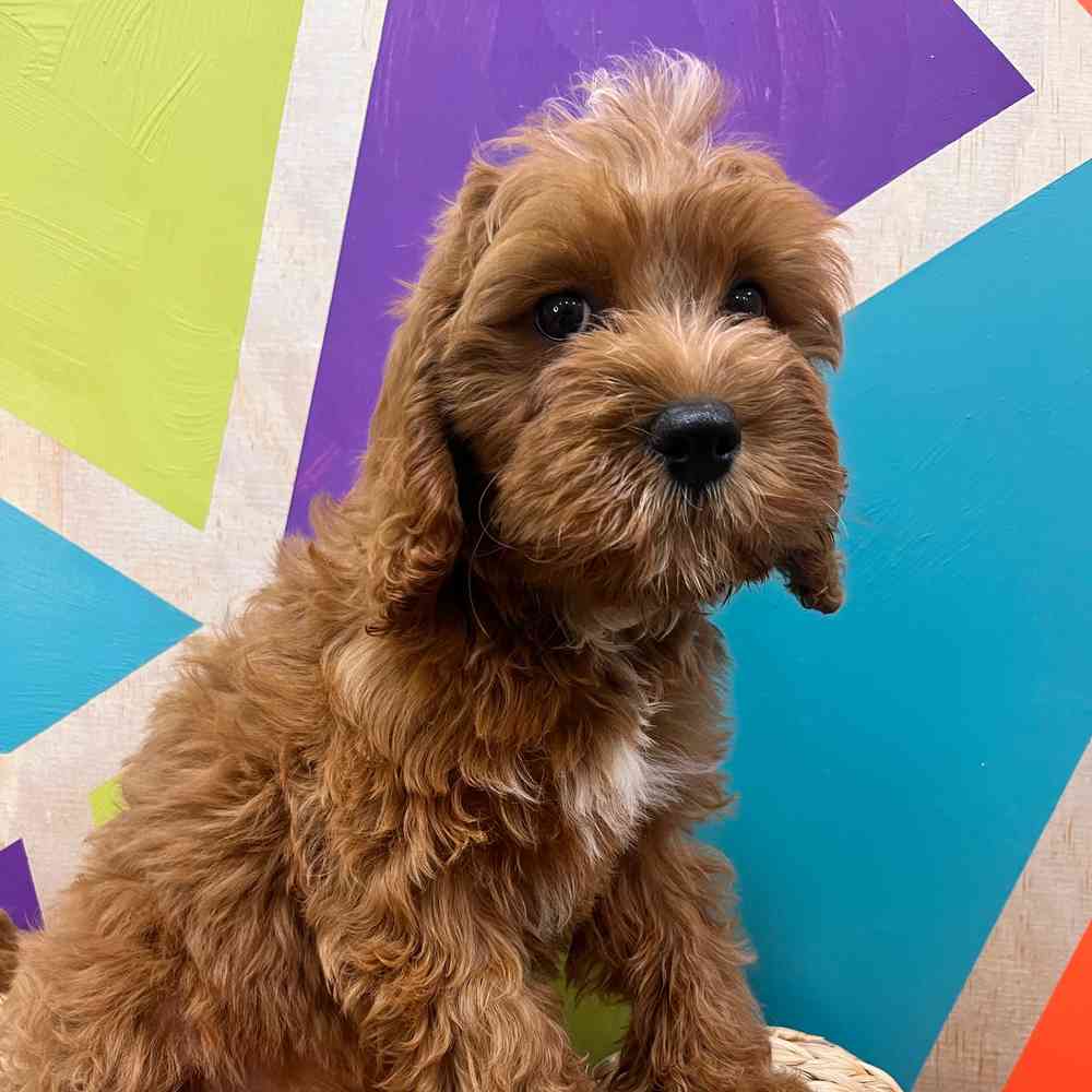 carousel pet images
