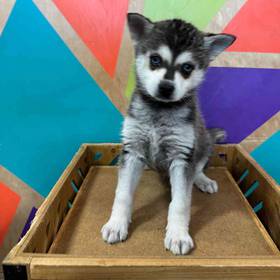 Alaskan Klee Kai