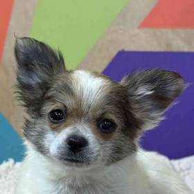 Chihuahua