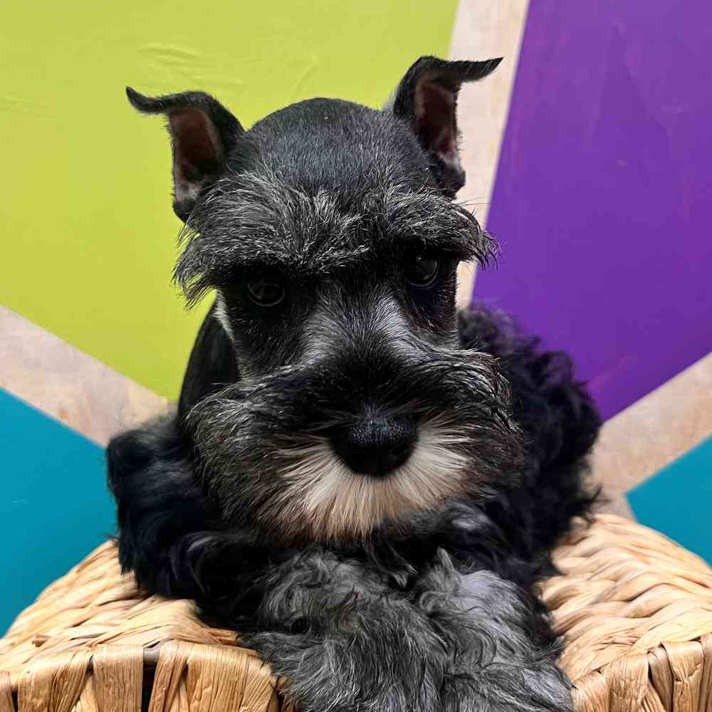 carousel pet images