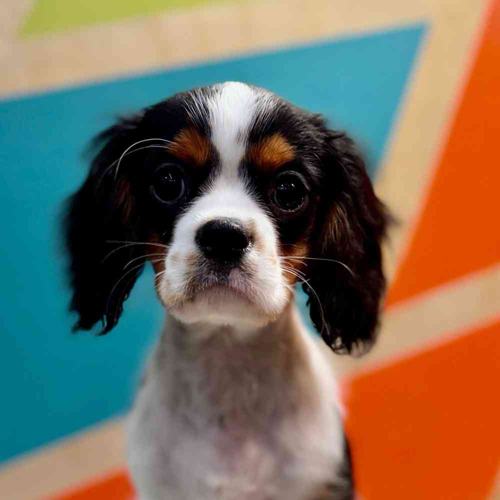 carousel pet images
