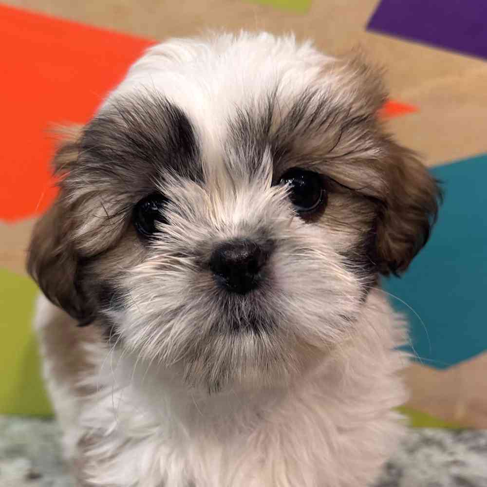 Image of a pet breed in the gallery