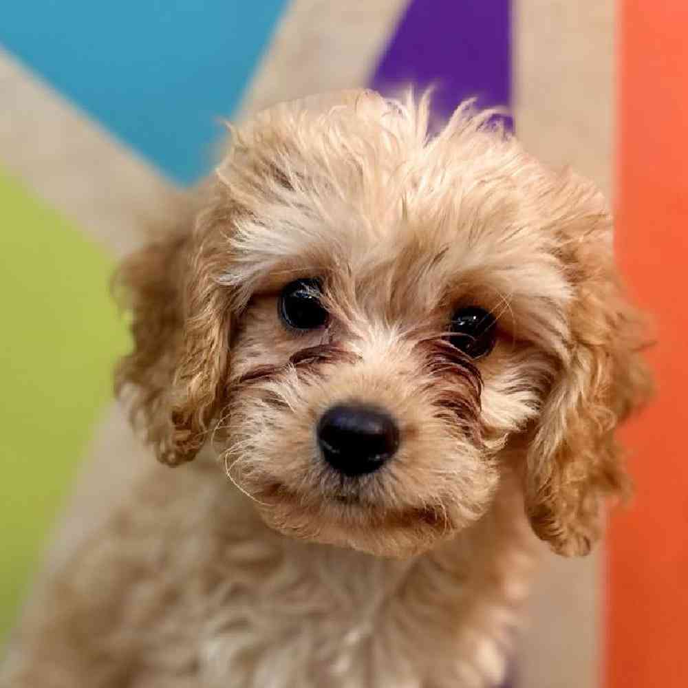 carousel pet images