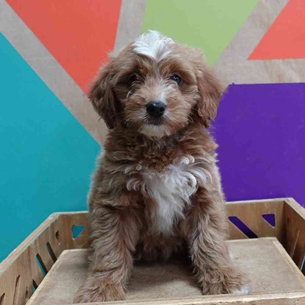 carousel pet images
