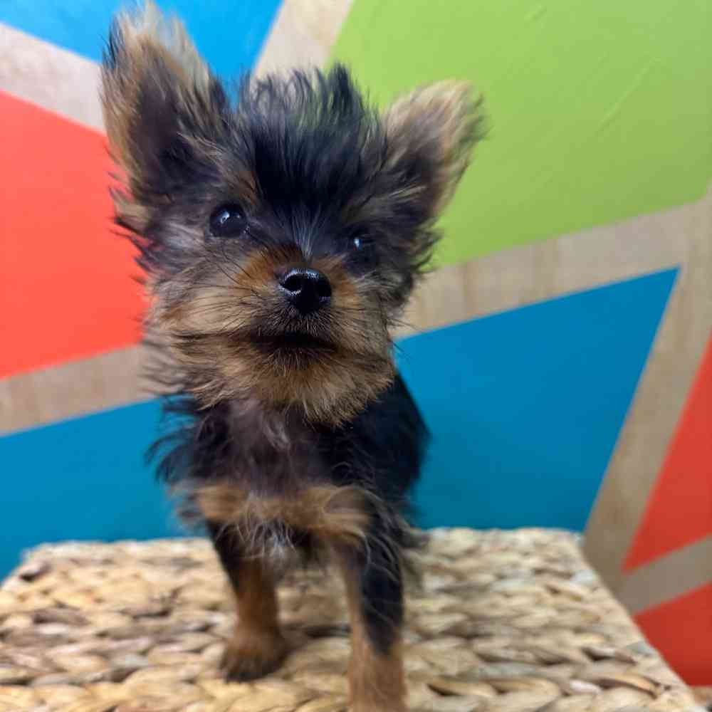 carousel pet images