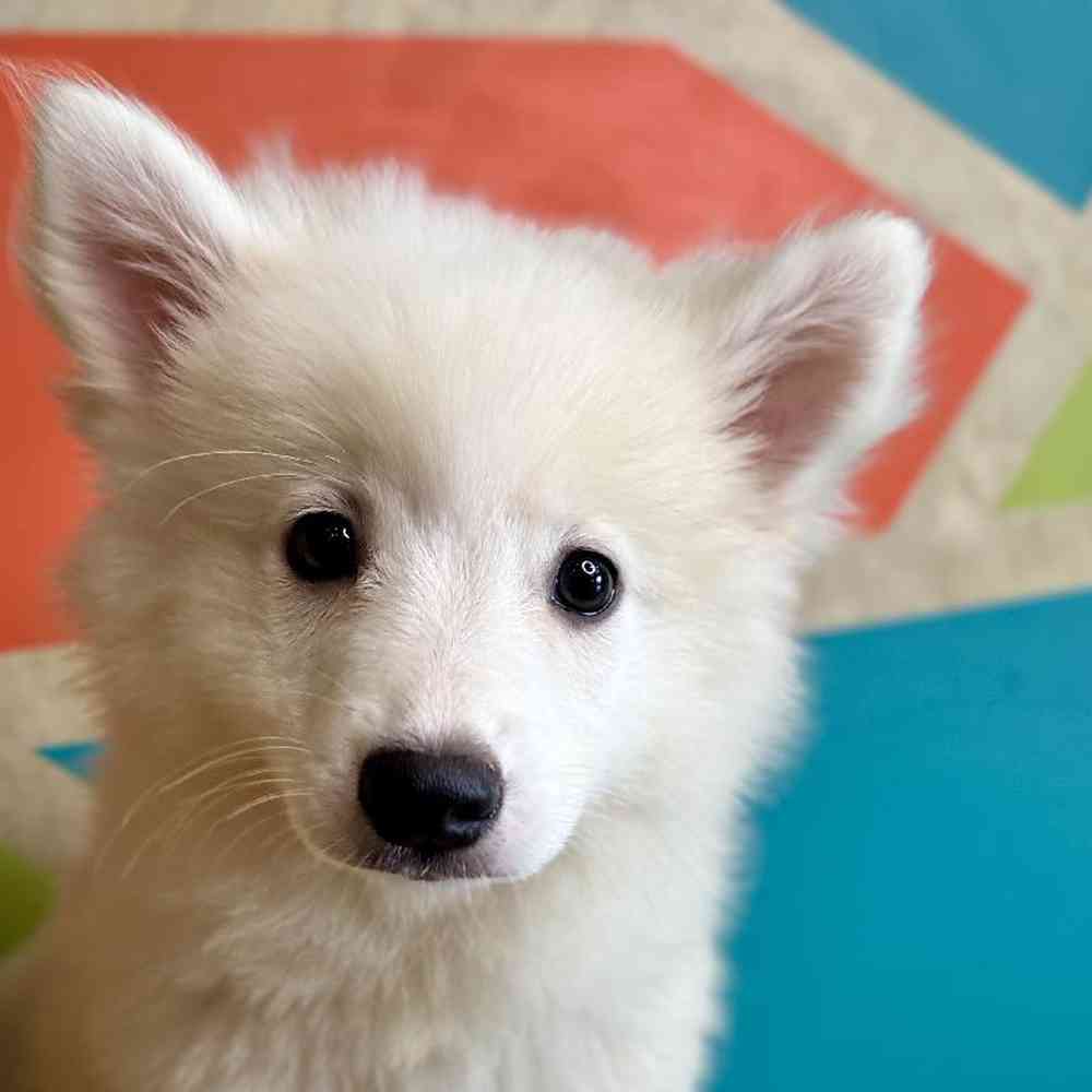 carousel pet images