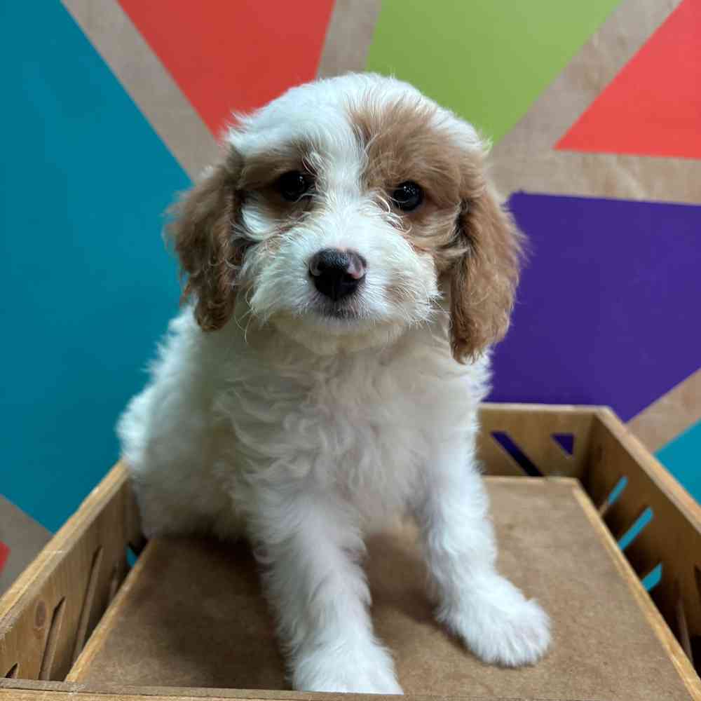 carousel pet images