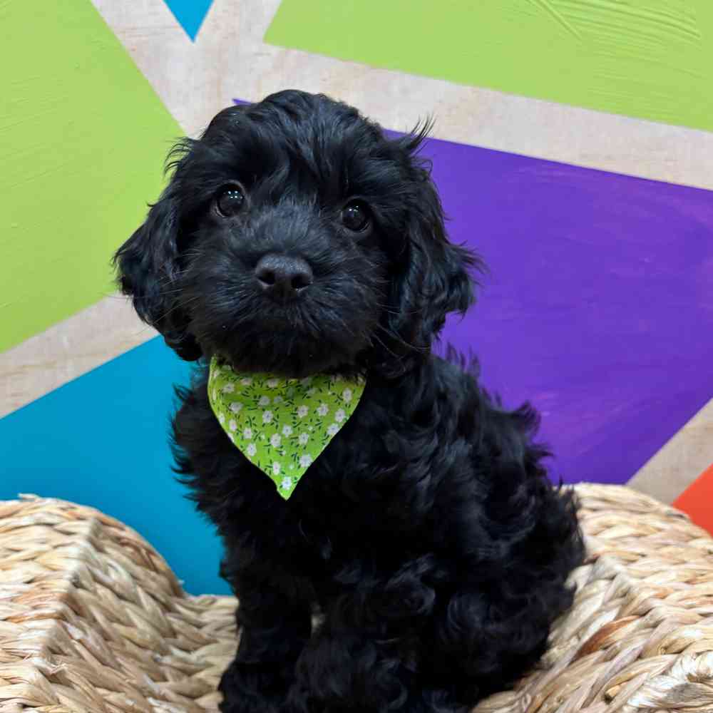 carousel pet images
