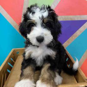 Mini Bernedoodle