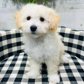 Bichon-Poodle