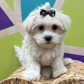 Maltipoo