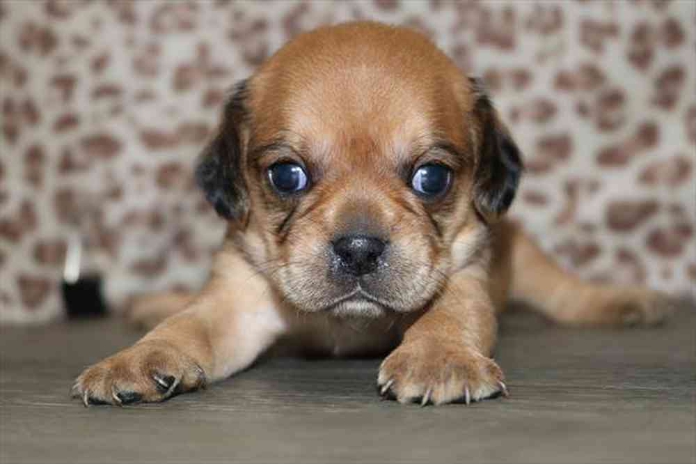 pet breed image