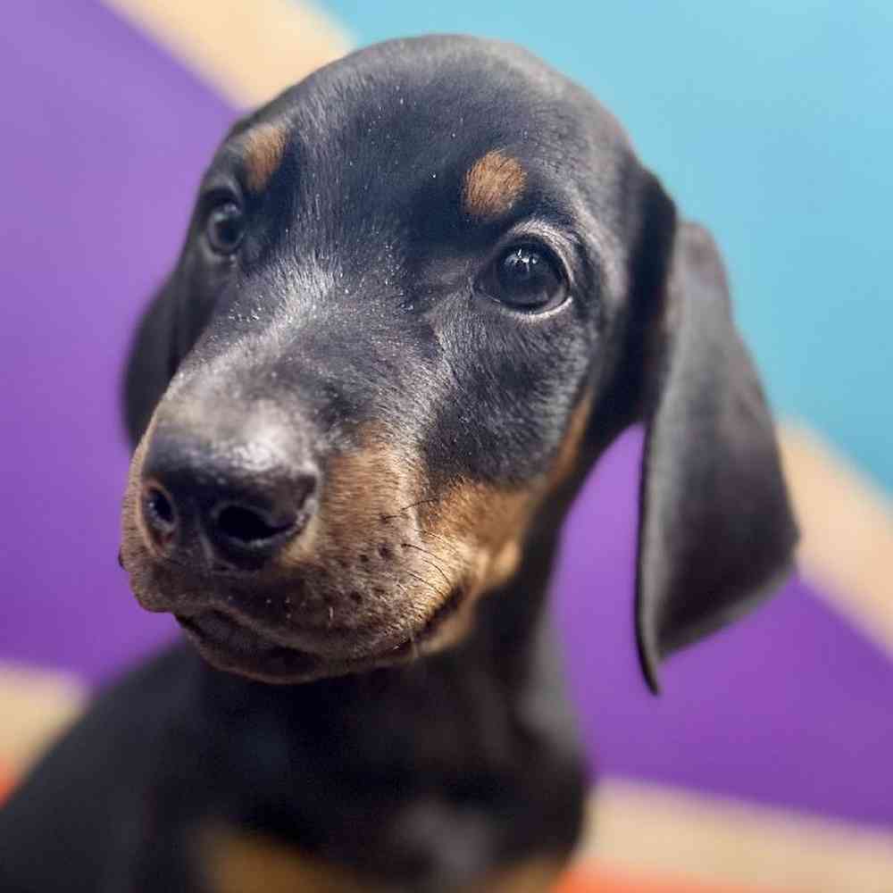 Image of a pet breed in the gallery